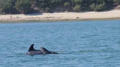 Zero saúda procedimento da Comissão Europeia por falta de habitats protegidos