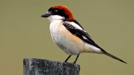 Destruição de habitats afeta espécies que podem deixar de ser comuns