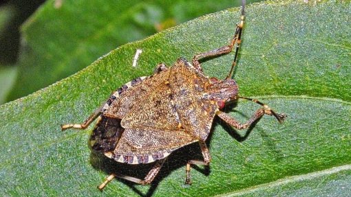 Cientistas alertam para perigos do percevejo asiático que pode invadir Portugal