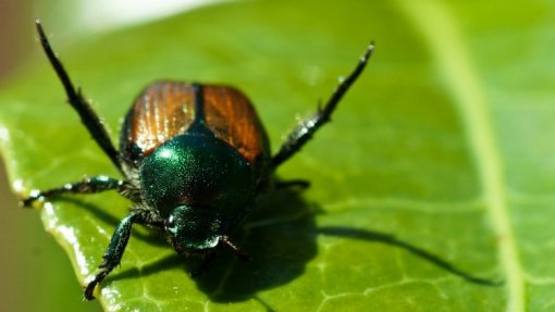 Bruxelas publica lista de pragas prioritárias incluindo &#039;Xylella fastidiosa&#039; da oliveira