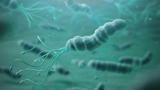 Resistência a antibiótico contra bactéria do estômago &#039;H. pylori&#039; duplica na Europa