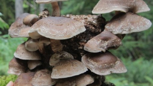 Investigação da UTAD revela potencial antibacteriano dos cogumelos shiitake