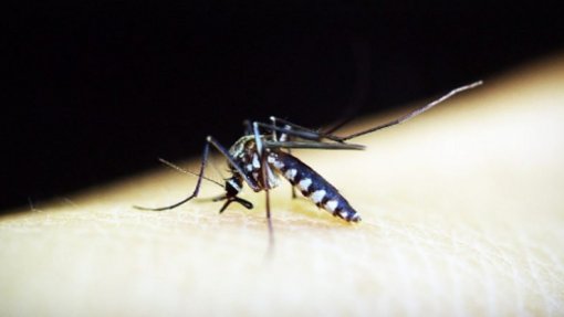 OMS testa esterilização de mosquitos para combater dengue, Zika e malária