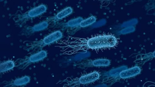 Bactéria multirresistente que provoca doenças respiratórias mata cada vez mais