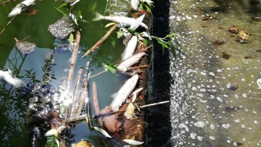 Rio Pavia já não é “esgoto a céu aberto&quot; em Viseu, mas preocupações continuam