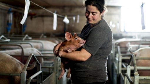 Suinicultores e Faculdade de Veterinária criam plano de ação contra peste suína africana