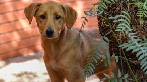 Taxa de adoção de cães do canil de Loures aumentou em 100%