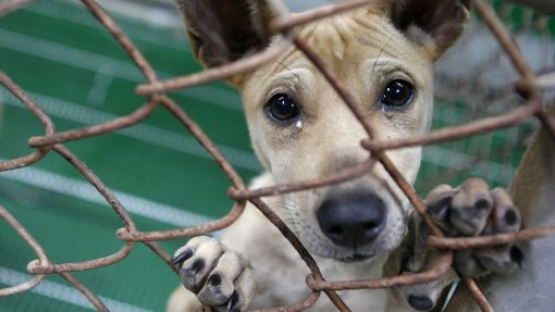 GNR apreende 68 animais e regista 10 crimes de maus tratos e abandono