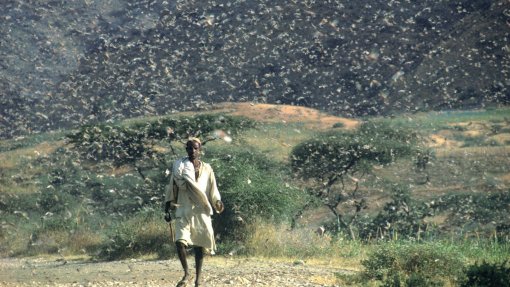 África Oriental enfrenta maior praga de gafanhotos em 25 anos