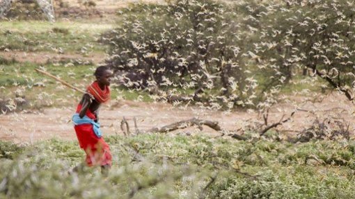 Combate à pior praga de gafanhotos em 70 anos na África Oriental exige 69 ME