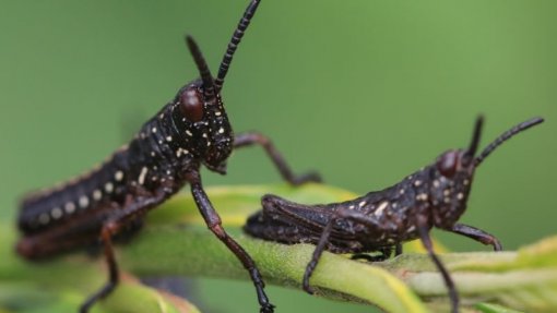 Aviões lançam pesticida para combater a maior praga de gafanhotos em África