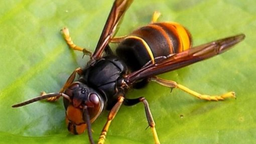 Município de Figueiró dos Vinhos neutralizou 194 ninhos de vespa asiática em 2019