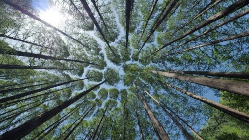 Reunião sobre biodiversidade de fevereiro na China transferida para Roma