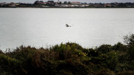 Montijo: Petição em defesa de ave holandesa por causa do aeroporto