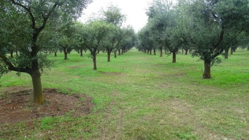 Quercus contesta instalação de olival superintensivo perto de casas em Estremoz