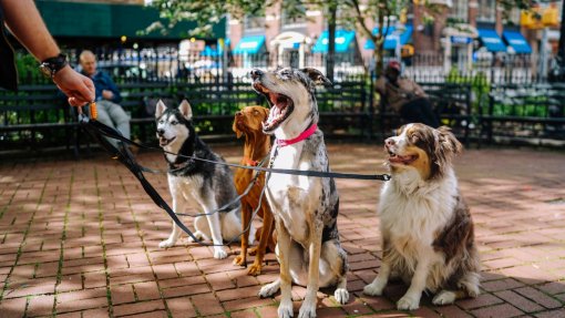 Câmara do Funchal já promoveu a vacinação de cerca de 2.700 animais de companhia