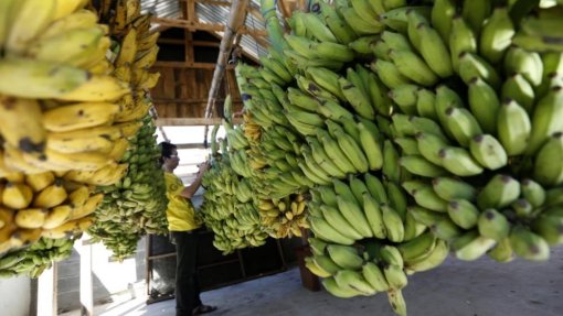 Cientistas da Universidade de Aveiro descobrem que cascas de banana limpam águas