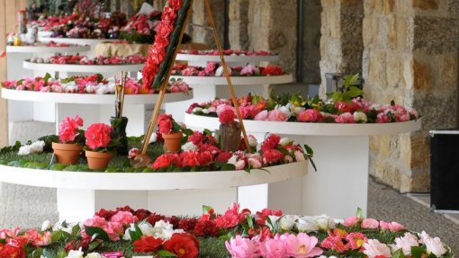 Covid-19: Celorico de Basto cancela Festa das Camélias devido ao novo coronavírus