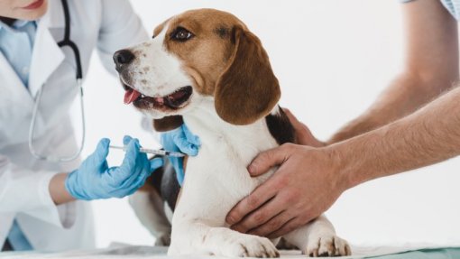 Covid-19: Clínica Veterinária da Covilhã coloca equipamento e pessoal à disposição