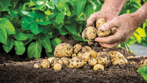 Covid-19: Pandemia afeta plantações e vendas de produtos agrícolas em Felgueiras