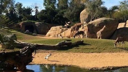 Covid-19: Adiada abertura de bioparque de 70 ME em Vila Nova da Barquinha