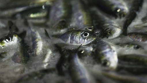 Covid-19: Medidas do Governo para a pesca são positivas mas insuficientes - associação