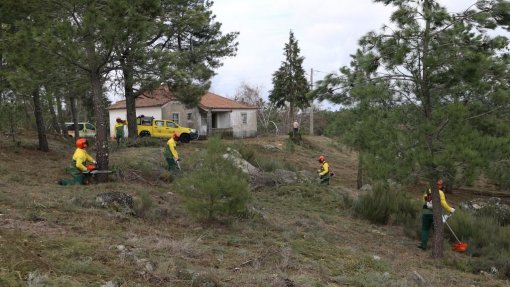 Covid-19: Pandemia atrasa limpeza de terrenos por equipas de sapadores florestais
