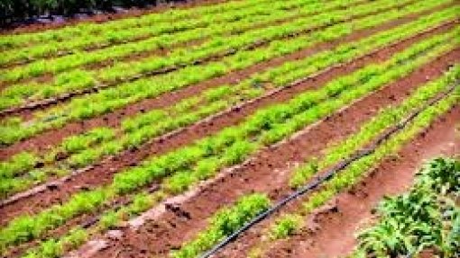 Covid-19: Agricultura reforça segurança alimentar para produzir mas escoa menos