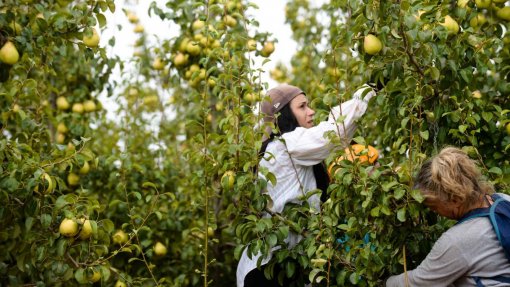 Covid-19: Alemanha proíbe entrada de trabalhadores sazonais estrangeiros no país