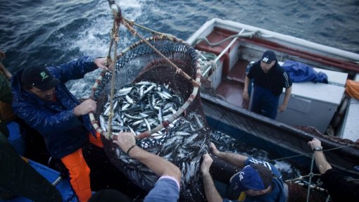 Covid-19: PSD questiona Governo sobre medidas adicionais para o setor das pescas