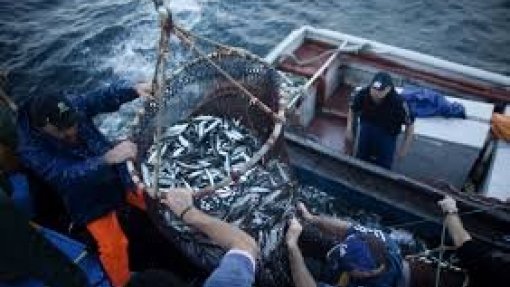 Covid-19: PEV questiona Governo sobre apoios a pescadores e à pesca