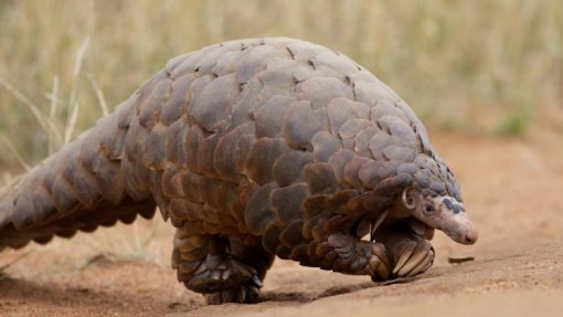 Covid-19: Estudo revela que pangolins são portadores de coronavírus