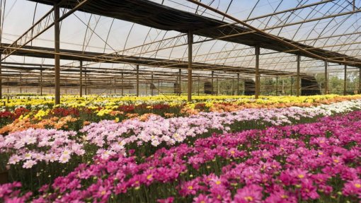 Produtores obrigados a “deitar ao lixo” milhões de flores e plantas