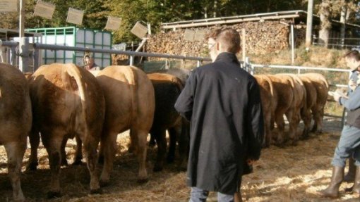 Covid-19: Proteção Civil proíbe realização de mercado de gado na Póvoa de Varzim