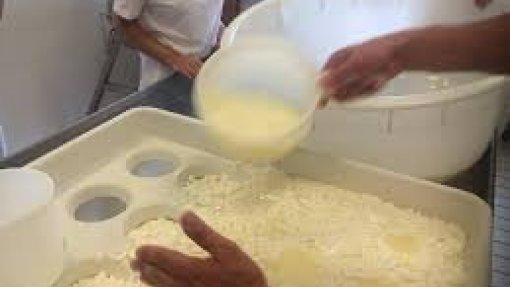 Covid-19: Produtores de queijo de Castelo Branco queixam-se de quebra de 50% nas vendas