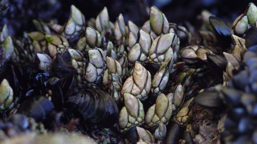 Covid-19: Fechada a pescaria do percebe nas Berlengas a pedido dos mariscadores