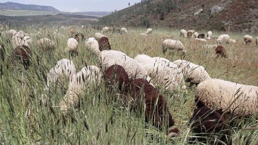 Covid-19: Falta de escoamento do leite para queijo da serra preocupa associação