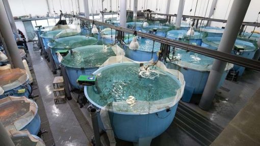 Covid-19: Piscicultura de Olhão oferece produção de pescado aos mais necessitados