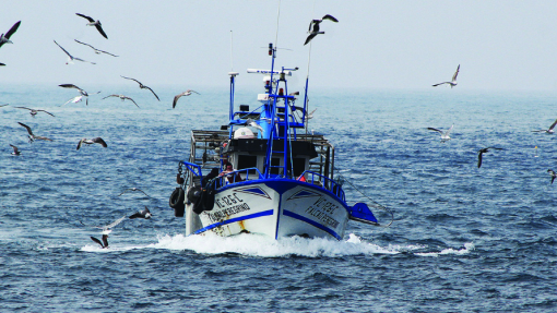 Covid-19: PCP de Leiria pede mais apoios para pescadores de Peniche e Nazaré