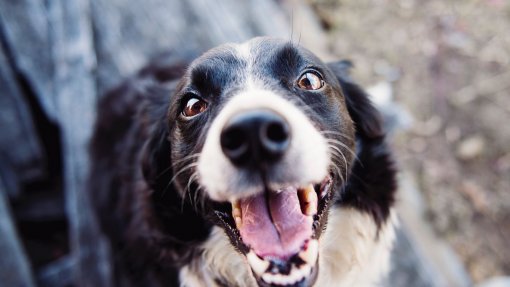 Centro de Recolha Animal da Lousã terá capacidade para 45 cães e 20 gatos