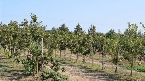 Covid-19: Associações e agricultores algarvios pedem apoios à pequena produção