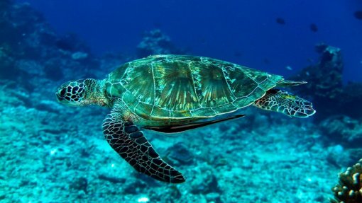 Tartarugas marinhas e tubarões voltam à costa da Tailândia que está sem turistas