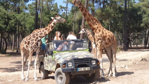 Covid-19: Badoca Safari Park em Santiago do Cacém corre o risco de não sobreviver