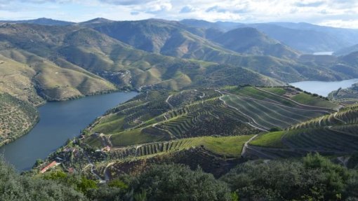 Covid-19: Câmara de São João da Pesqueira pede apoio para setor vitivinícola do Douro