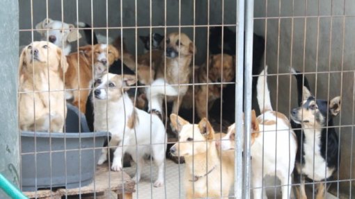 Covid-19: Cerca de 35 toneladas de ração distribuídas por associações de animais