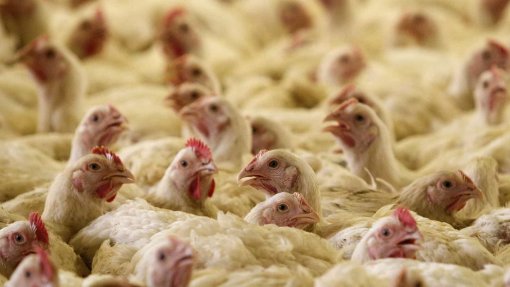 Governo moçambicano proíbe importação de frango congelado da Polónia