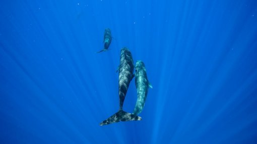 Covid-19: Confinamento permite aos golfinhos aproximarem-se da costa de Istambul