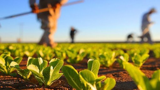 Covid-19: Agricultores de Castelo Branco lançam plataforma &quot;cultivar.pt&quot;