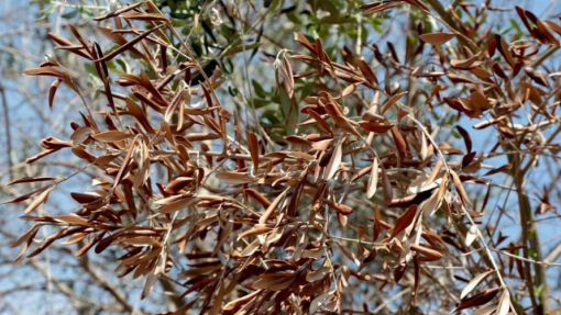 Delimitados 13 concelhos do Norte para travar bactéria &#039;Xylella fastidiosa&#039;