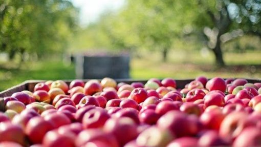 Covid–19: Alcobaça pede testes para trabalhadores das campanhas agrícolas no Oeste